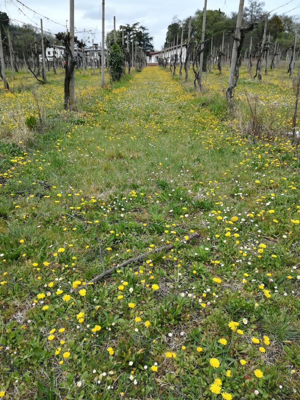 Il Rovere Lonato